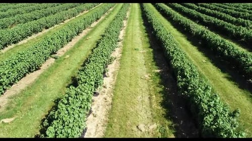 Blackcurrant fruit commercial crop in the UK