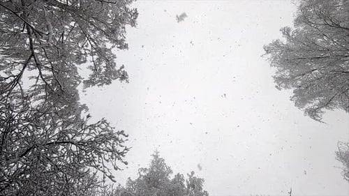 Schneefall Schnee fällt in Flocken vom Himmel Schneebedeckte Baumwipfel am Wintertag