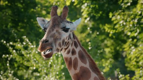 Nahaufnahmeporträt von Giraffenkopf und -hals vor weichem grünem Waldhintergrund bei natürlichem Licht