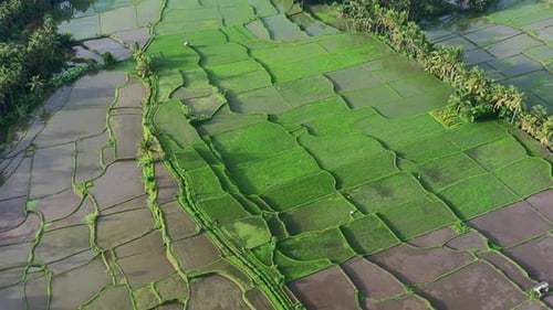 beautiful contrast between empty rice field after harvest and lush green terraces at sunrise, aerial