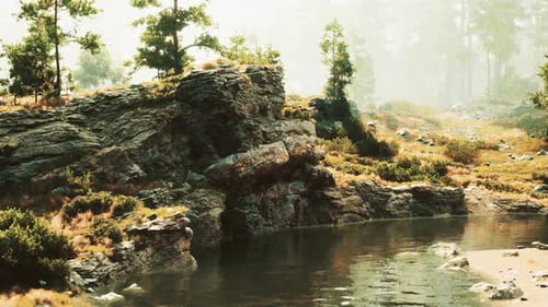 A Stream Running Through a Lush Green Forest