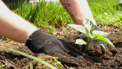 Person Planting Seedling in Garden with Gloves