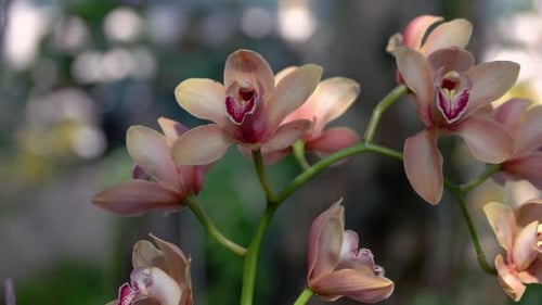 Detailed View of Branch of Beautiful Blooming Orchid Flowers