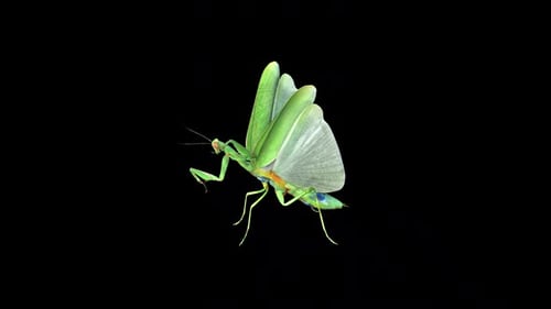 Mantis Mouth Wash 3