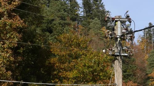 ambient shot of a power pole in the forest