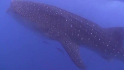 Tubarão-baleia nadando na superfície