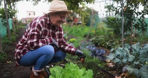 Adult Woman Harvesting Fresh Vegetables in Garden
