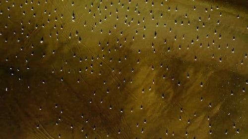 Flock of Birds Flying Reflections on Water - Drone Aerial Lake Views