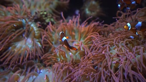 Groupe de poissons-clowns rayés orange et blanc nageant autour d'une anémone sur un récif dans une eau cristalline