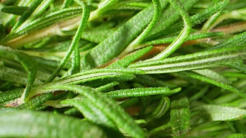 Romarin polyvalent et aromatique : culinaire, médicinal