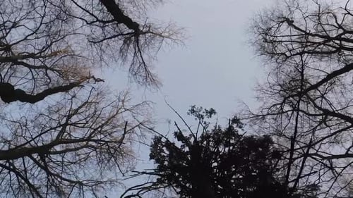 Vertical video of walking among sparse winter trees and branches in a dreamy fairytale forest, looki
