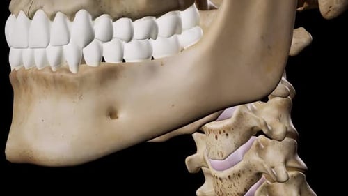 Detailed 3D Human Skull and Cervical Spine Anatomy Rotation