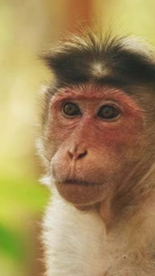 Bonnet Goa India Macaque Macaca