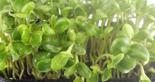 Watering Fresh Green Sprouts