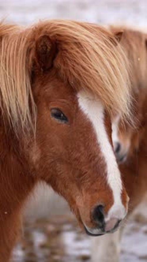Un caballo marrón y blanco con una melena larga y una cara blanca