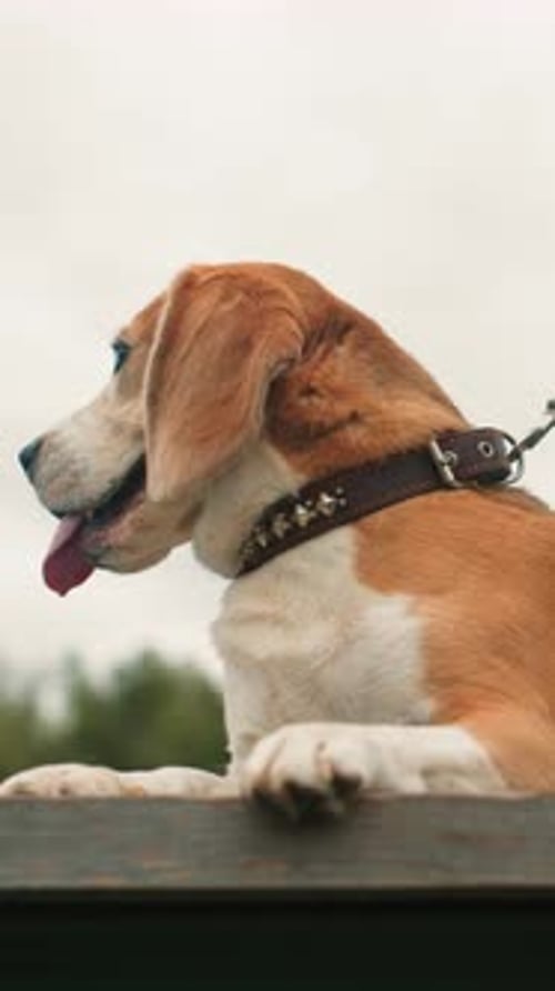 Alert Beagle Leans Paws on Wooden Fence