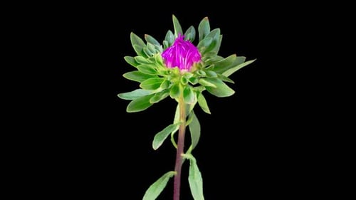 Beautiful Pink Aster Flower Opening
