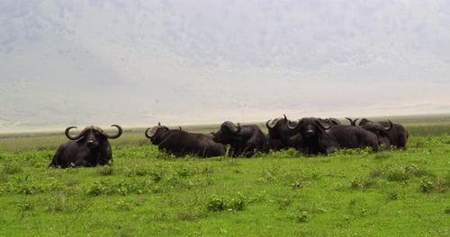 Group of buffalo walking in the African savannah immersed in the wild nature. Concept of: animals,