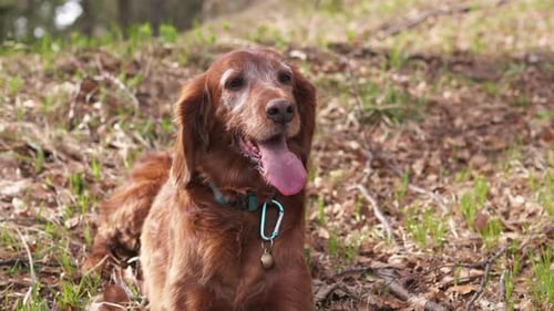 Dog Panting in the Grass Outdoors