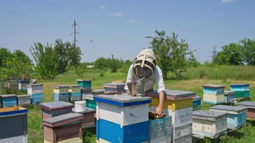 Apiarist checking the frames if they are ready for bee harvesting.