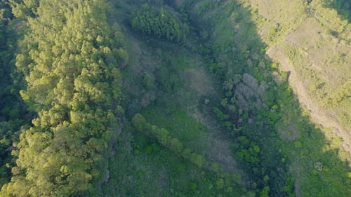 Luftaufnahme von oben auf dichte tropische Waldkronen in Indonesien