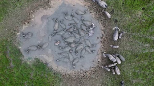 Aerial view buffaloes grazing near a water source