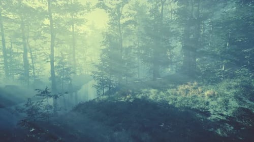 Schöner Morgen im Wald