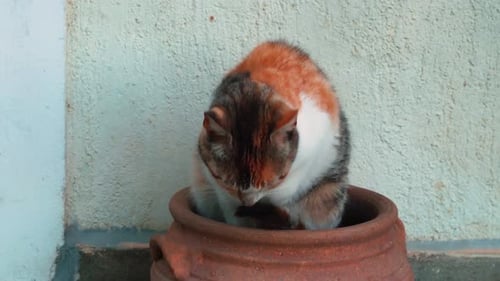 Orange tabby feline / cat hiding inside of a ceramic flower pot resting and sleeping in the shadow a