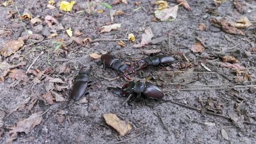 Majestic Stag Beetles Engaging in Natural Habitat