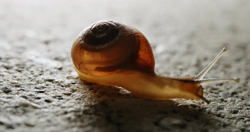 Die gelbe Schnecke navigiert anmutig von Ort zu Ort und wechselt mühelos zwischen