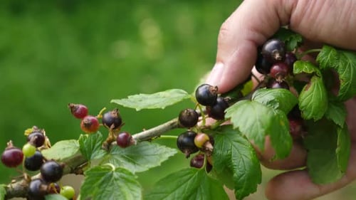 72 s. Una rama de un arbusto smorpodina con bayas maduras. Jardinería y cultivo de grosellas
.