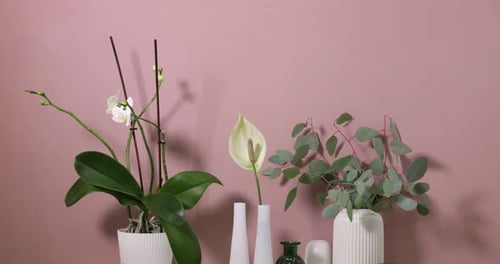 Indoor plants and vases against a pink wall
