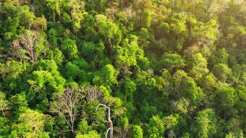 Majestic tropical forest on towering mountains by aerial view drone.