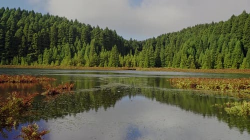 Beautiful Landscape of Lake and Forest with Green Trees
