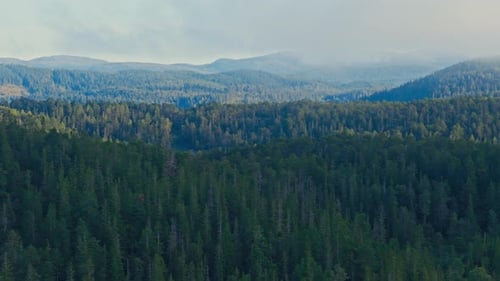 Stunning Landscape Of Dense Coniferous Forest Covering Mountains. Aerial Shot