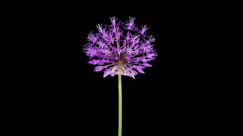 Blooming Big Violet Allium Christophii Flower
