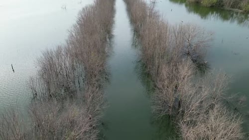 Wetland pond that is next to some trees