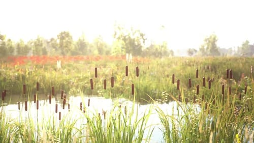 Wetlands in the Morning Light with Cattails By a Tranquil Pond
