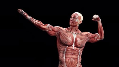 Rotating 3D Model of Male Muscular System