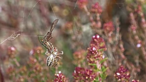 Spider Captures Crane Fly in Web Among Flowers
