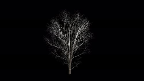 Bare Tree Swaying with Transparent Background