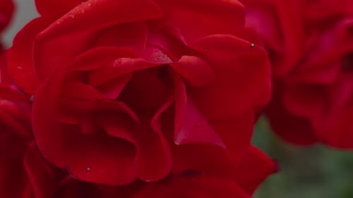 Close Up of Vibrant Red Roses