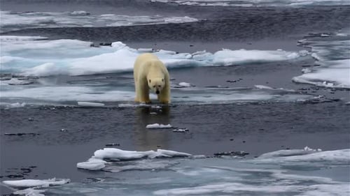 Polar bear wandering on frozen Ocean, Svalbard