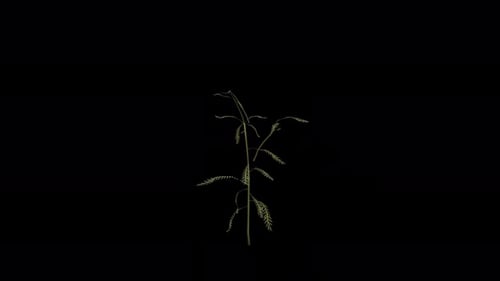 Yarrow Plant blowing in the wind. Wind blows Flowering Plant. Alpha Channel. Loop Animation