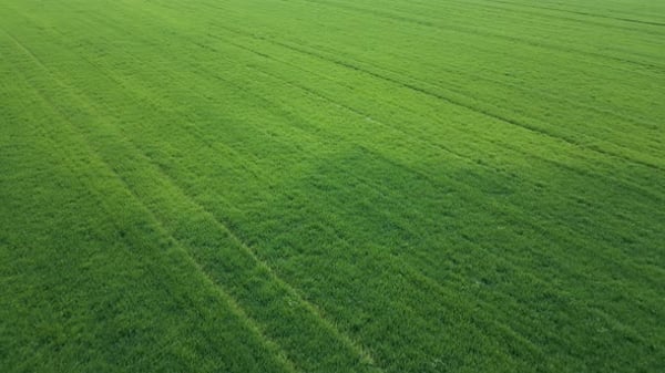 Aerial View of a Vibrant Green Agricultural Field with Young Crops ...