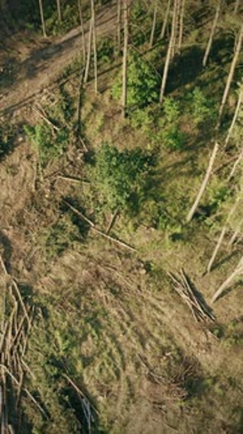 Aerial View of Cleared Forest Landscape