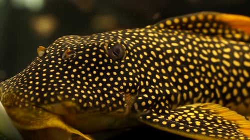 Extreme Close Up Of The Face And Eye Of A Sunshine Pleco Scobinancistrus aureatus Orange Spotted Suc
