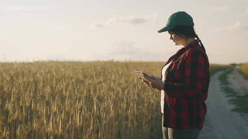 Young Farmer Woman Working with Tablet in Wheat Field at Sunset