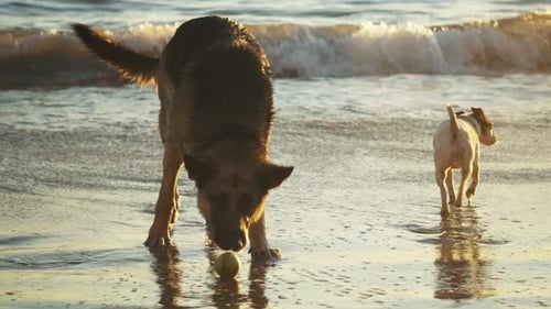 German shepherd and small breed dog playing at the beach during golden hour