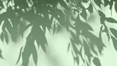 Transparent Soft Light and Shadows From Branches Plant Foliage and Leaves